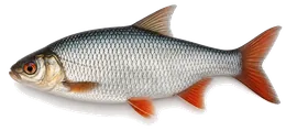 Rotauge (Plötze) (Rutilus rutilus), Seitenansicht — Schonzeit in Nordrhein-Westfalen