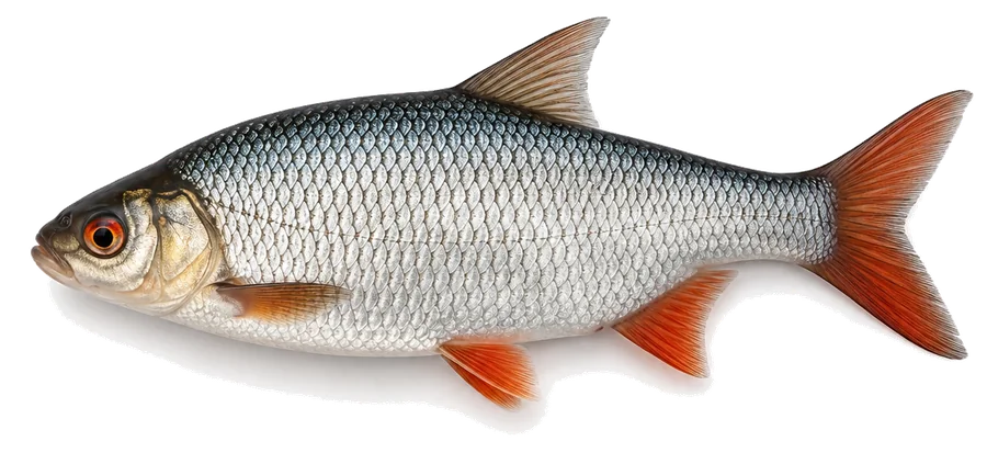 Rotauge (Plötze) (Rutilus rutilus), Seitenansicht — Mindestmaße im Ländervergleich