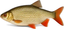 Rotfeder (Scardinius erythrophthalmus), Seitenansicht — Friedfisch-Übersicht