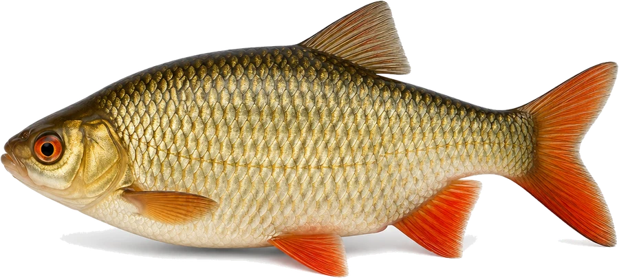 Rotfeder (Scardinius erythrophthalmus), Seitenansicht — Mindestmaß in Sachsen