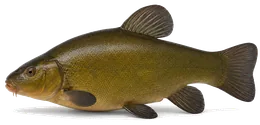 Schleie (Tinca tinca), Seitenansicht — Schonzeit in Nordrhein-Westfalen