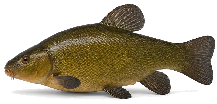 Schleie (Tinca tinca), Seitenansicht — Mindestmaße im Ländervergleich