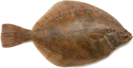 Scholle (Pleuronectes platessa), Seitenansicht — Meeresfisch im Fisch-Lexikon