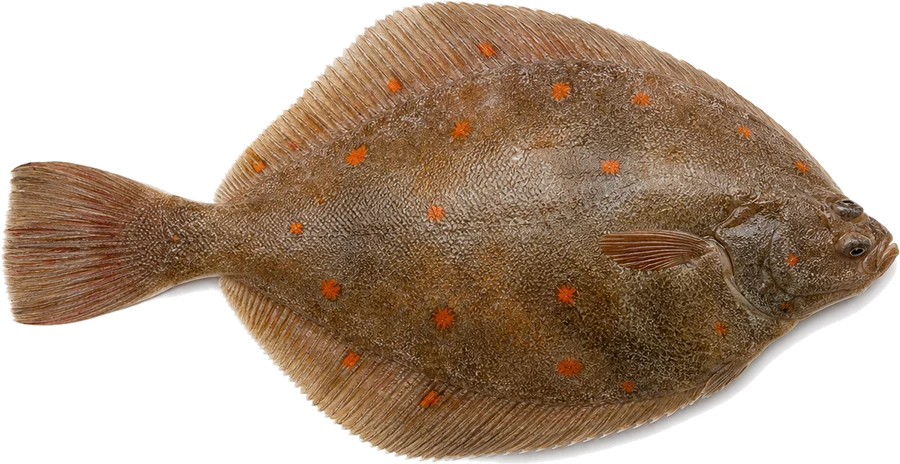 Scholle (Pleuronectes platessa), Seitenansicht