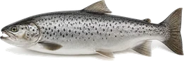 Seeforelle (Salmo trutta lacustris), Seitenansicht — Seeforelle angeln