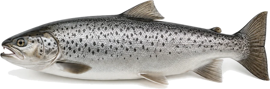 Seeforelle (Salmo trutta lacustris), Seitenansicht — Schonzeit in Berlin