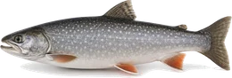 Seesaibling (Salvelinus alpinus), Seitenansicht — Seesaibling angeln