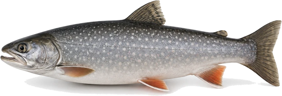 Seesaibling (Salvelinus alpinus), Seitenansicht — Schonzeit in Brandenburg