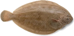 Seezunge (Solea solea), Seitenansicht — Meeresfisch im Fisch-Lexikon