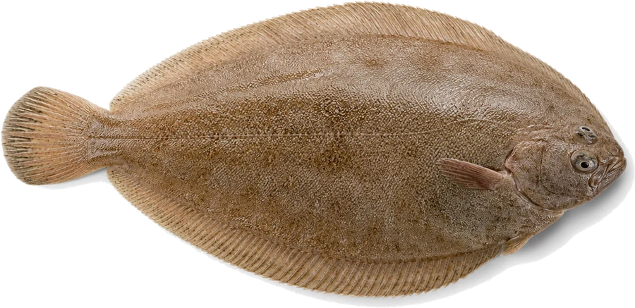 Seezunge (Solea solea), Seitenansicht