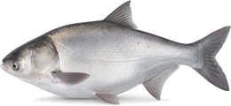 Silberkarpfen (Hypophthalmichthys molitrix), Seitenansicht — Artenporträt im Fisch-Lexikon