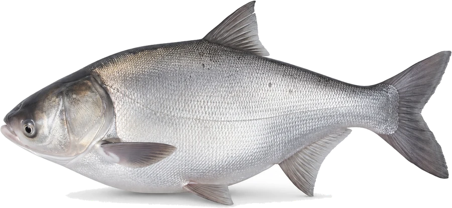 Silberkarpfen (Hypophthalmichthys molitrix), Seitenansicht