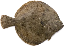 Steinbutt (Scophthalmus maximus), Seitenansicht — Meeresfisch im Fisch-Lexikon