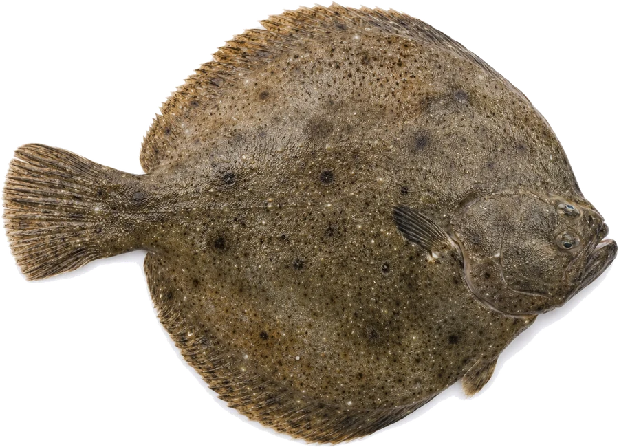 Steinbutt (Scophthalmus maximus), Seitenansicht