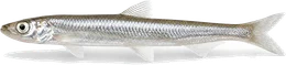 Ukelei (Laube) (Alburnus alburnus), Seitenansicht — Artenporträt im Fisch-Lexikon