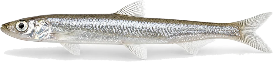 Ukelei (Laube) (Alburnus alburnus), Seitenansicht