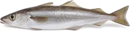 Wittling (Merlangius merlangus), Seitenansicht — Meeresfisch im Fisch-Lexikon