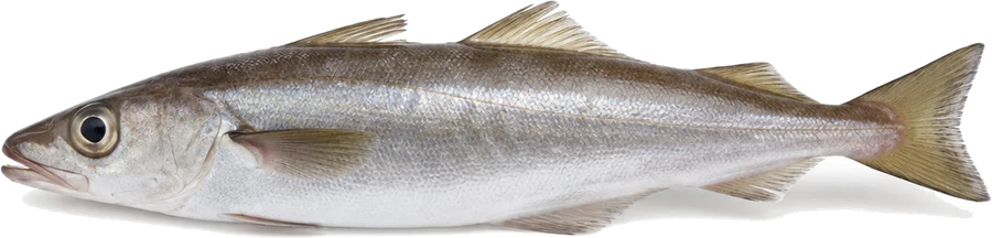 Wittling (Merlangius merlangus), Seitenansicht