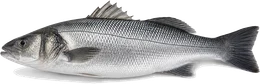 Wolfsbarsch (Dicentrarchus labrax), Seitenansicht — Meeresfisch im Fisch-Lexikon