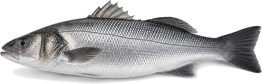 Wolfsbarsch (Dicentrarchus labrax), Seitenansicht