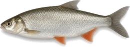 Zährte (Rußnase) (Vimba vimba), Seitenansicht — Friedfisch-Übersicht