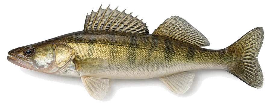 Zander (Sander lucioperca), Seitenansicht — Mindestmaß in Nordrhein-Westfalen