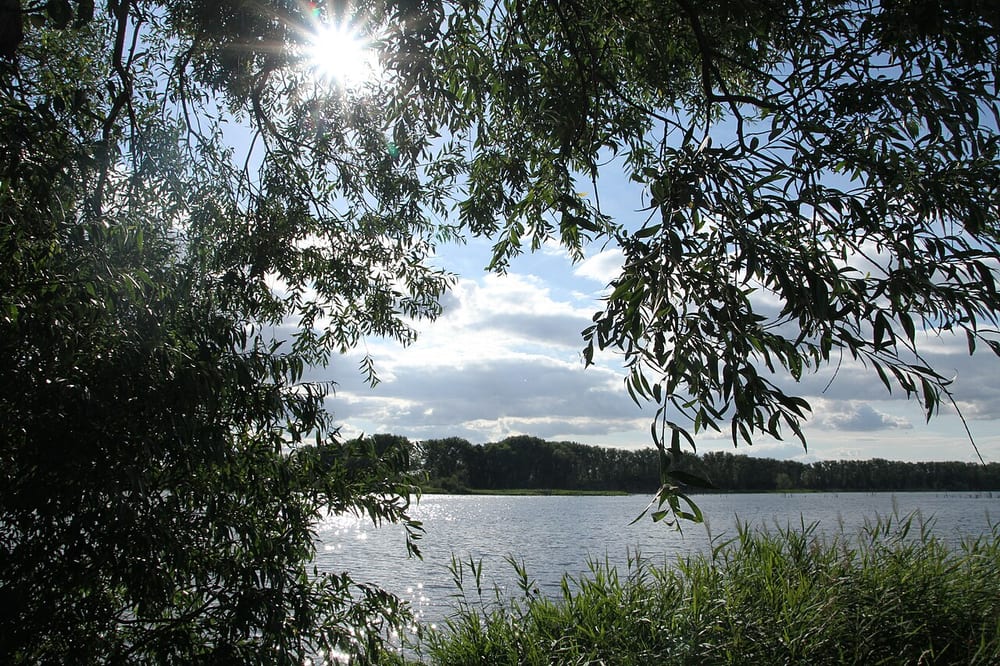 Ascherslebener See