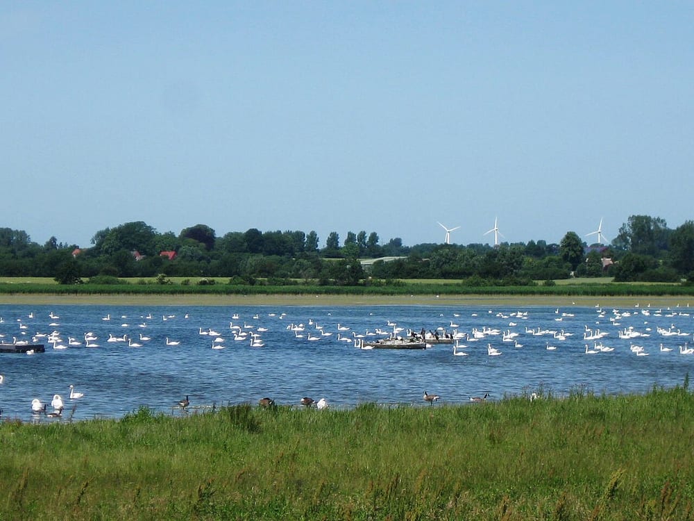 Schwansener See