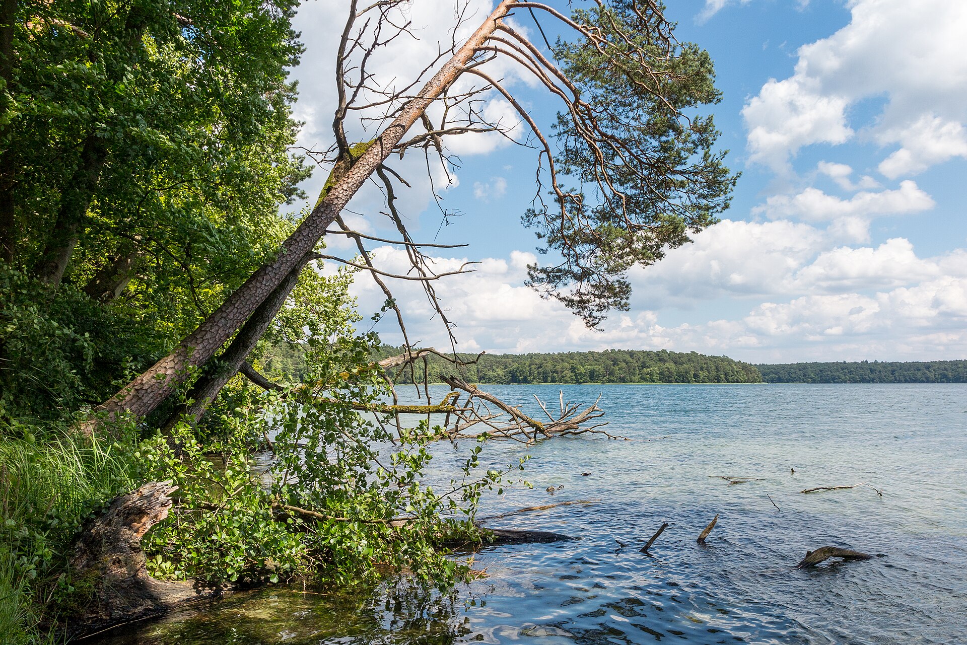 Stechlinsee